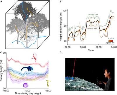 Life in 2.5D: Animal Movement in the Trees